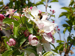  Scottish Highlands Busy Bee                                                                                                                    