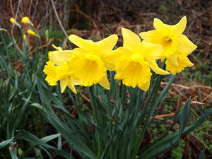  Woodland Spring Daffodils                                                                                                                    