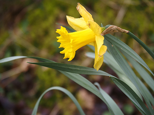     Lone Spring Daffodil                                                                                                                 