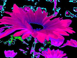 Abstract Neon Contrasting Daises