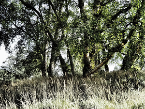 The Summer Birch Trees                                                                                                                      