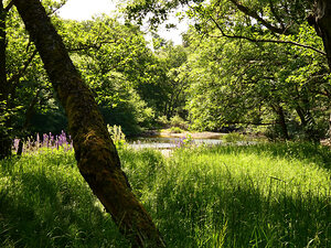 Summer in the Scottish Highlands