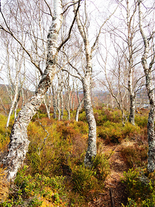 Birch Spring in the Scottish Highlands                                                                                                                     