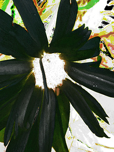 Abstract Dark Daisy 
