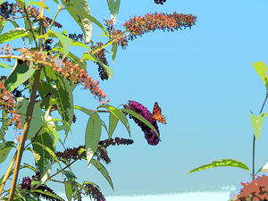 Butterfly on Vibrant Buddleia Blossoms                                                                                                                    