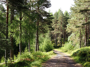  Woodland Trails through the Scottish Highlands                                                                                                                    