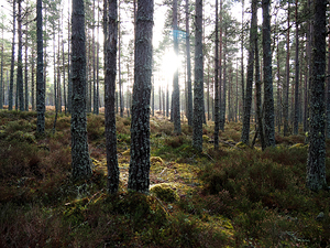 Sunlight through the Pines                                                                                                                     