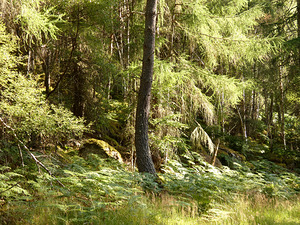 Peace in the Woodland in the Scottish Highlands 