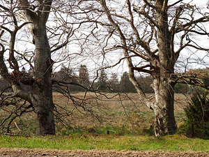  Spring Trees in the Scottish Highlands                                                                                                                    