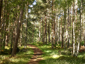A Scottish Highlands Sunlight Forest Walk