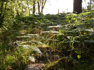 Scottish Highlands Sunlight and Ferns 