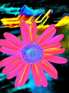 Abstract Vibrant Pink Daisy