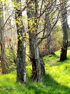  Forests Spring Light in the Scottish Highlands                                                                                                                     