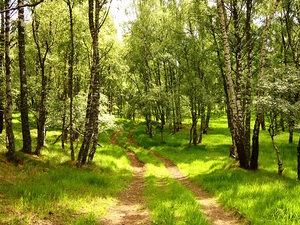 Scottish Highlands Birch Woodland