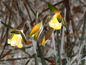   Abstract Glowing Daffodils                                                                                                                   