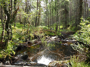  Tranquil Forest Stream in the Scottish Highlands                                                                                                                    