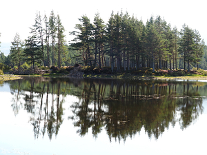 Scottish Highlands Peaceful Pine Reflections                                                                                                                     