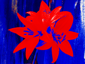 Bright Coloured Abstract  Trio of Lilies