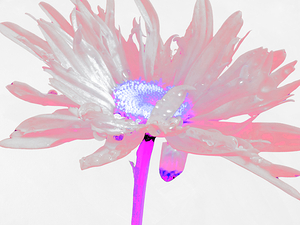 Abstract Pink and Purple Daisy on a Pale Abstract Background