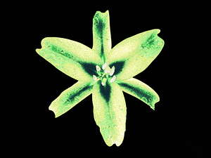 Abstract Stunning Luminescent Lily Flower