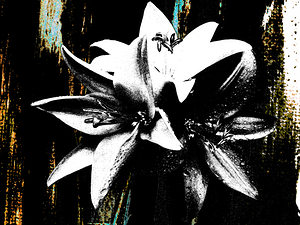Abstract Darker Monochrome Distressed Trio of Lilies