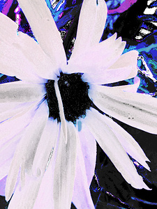 Abstract Daisy Flower in White