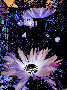 Cool Rocking Surreal Daises 