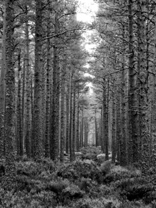 Majestic Monochrome Forest Path through the Scottish Highlands 