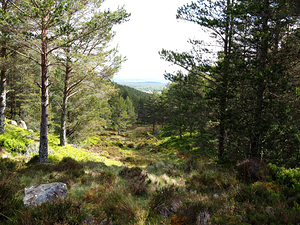  Serene Forest Clearing in the Scottish Highlands                                                                                                                     