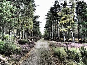 Scottish Highlands Serene  Birch Woodland Trail                                                                                               