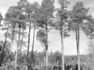 Summer Monochrome Pine Trees In The Scottish Highlands 
