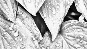  Impressionistic Pale Monochrome Hosta Leaves 