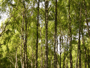 Scottish Highlands Green Birch Sunlight