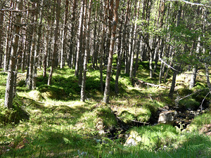 Scottish Highlands Gentle Stream