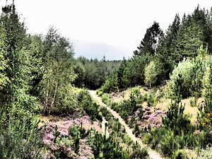 Scottish Highlands Trail Through a Vibrant Forest                                                                                                                       