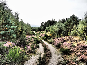 Scottish Highlands Trail Through a Blooming Heather Landscape                                                                                                                     