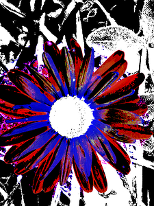 Abstract Vibrant Red and Blue Daisy