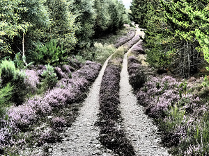 Scottish Highlands Serene Heather Trail                                                                                                                     