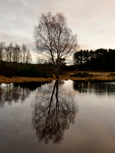 Scenes from the Trail- Winters Birch Tree in the Scottish Highlands