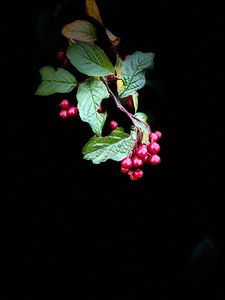 Cotoneaster in the Darkness
