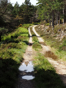 Sunny Walk through the Scottish Highlands                                                                                                                     