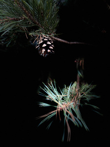Scenes from the Trail- Pine Cone