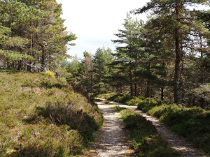   Sunny Forest Day in the Scottish Highlands                                                                                                                   