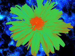 Abstract Red Centred Daisy