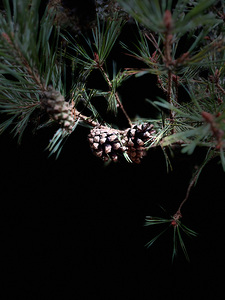 Scenes from the Trail- Pine Cones