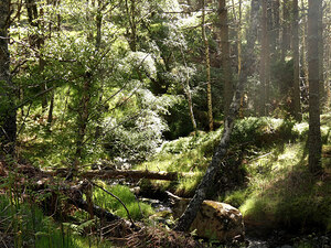Scottish Highlands Sunlit Stream