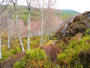  Natures Spring Song for the Scottish Highlands                                                                                                                   