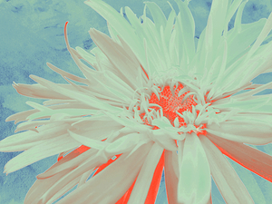 Abstract Vibrant Daisy Too
