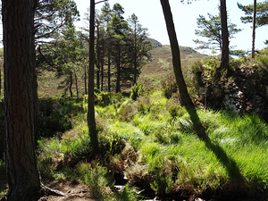 Scottish Highlands Woodland Vibes                                                                                                                      