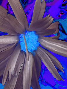 Abstract Daisy in Blue and Purple